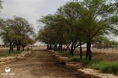 Acacia Trees Acacia Trees