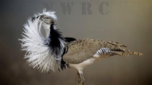 Image from Saudi Wildlife Authority at http://nwrc.gov.sa/